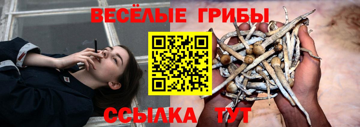 Псилоцибиновые грибы MAGIC MUSHROOMS  Вход с VPN  Рубцовск  Галлюциногенные грибы GOLDEN TEACHER 